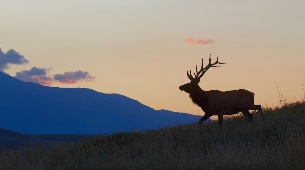 Rocky Mountain Elk walking on a ridge - silhouette at sunrise with mountains in the background, not photoshopped