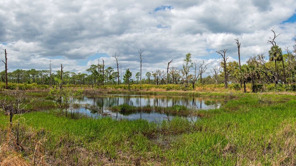 A wetland with a pond surrounded by trees and grassy areas.
