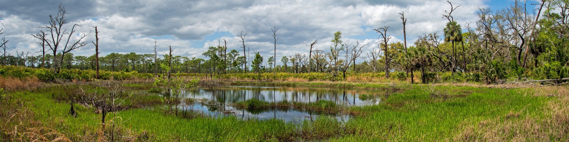 landscape of Rock Springs Run State Reserve in central Florida.