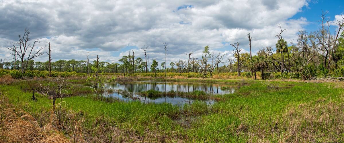 A wetland with a pond surrounded by trees and grassy areas.