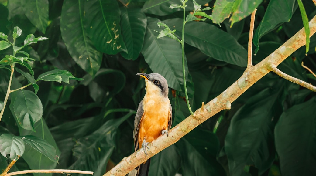 Reserva natural de Humacao