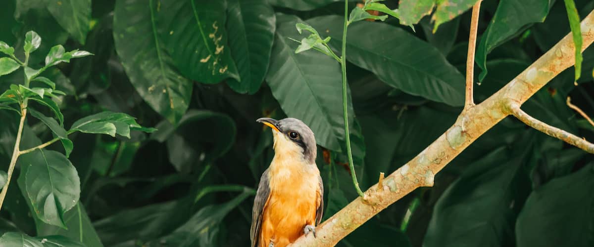 Beautiful mangrove cuckoo bird portrait from nature reserve in humacao puerto rico
