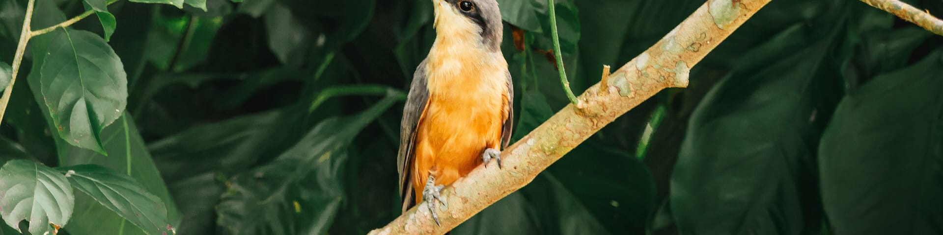Beautiful mangrove cuckoo bird portrait from nature reserve in humacao puerto rico