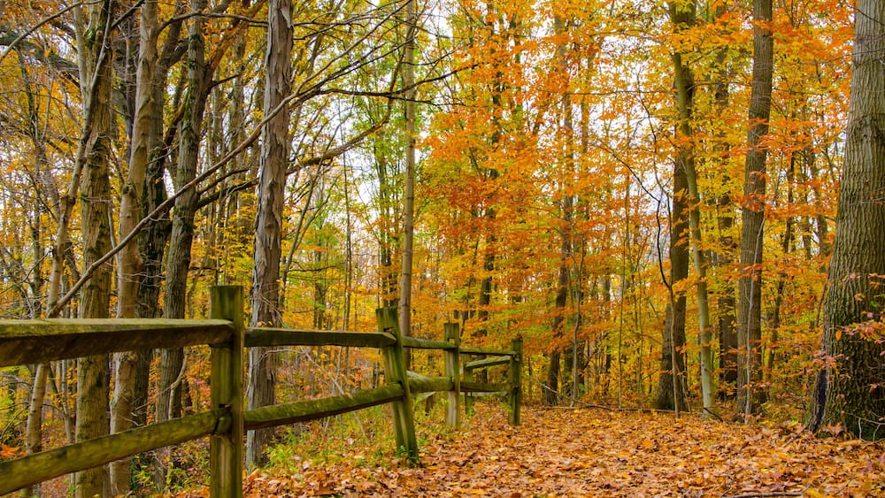 A split rail fence borders a hiking trail lined with colorful fall leaves at Potato Creek State Park in North Liberty, Indiana