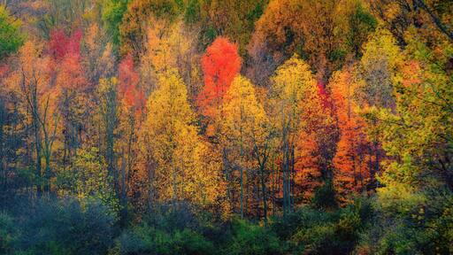 Trees along the shore of Worster Lake are ablaze in bright autumn colors at Potato Creek State Park in North Liberty, Indiana, as soft focus gives the scene a painterly look