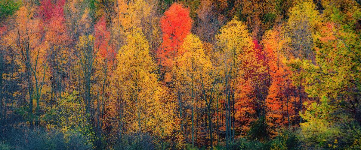 A dense forest with a variety of trees displaying autumn colors.