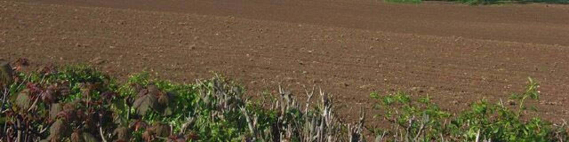 Lonning Head, Sebergham The view across a ploughed arable field from the B5305 which has climbed out of the Caldew valley.