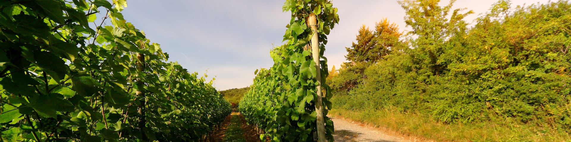 This file was uploaded with Commonist. Vignes à Osenbach (sous le clair de Lune).