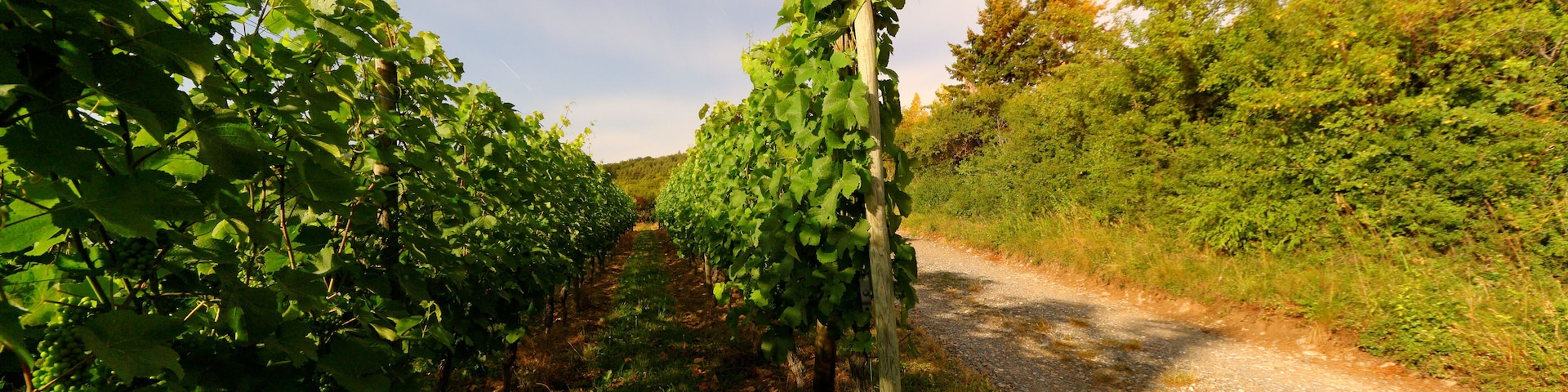 This file was uploaded with Commonist. Vignes à Osenbach (sous le clair de Lune).