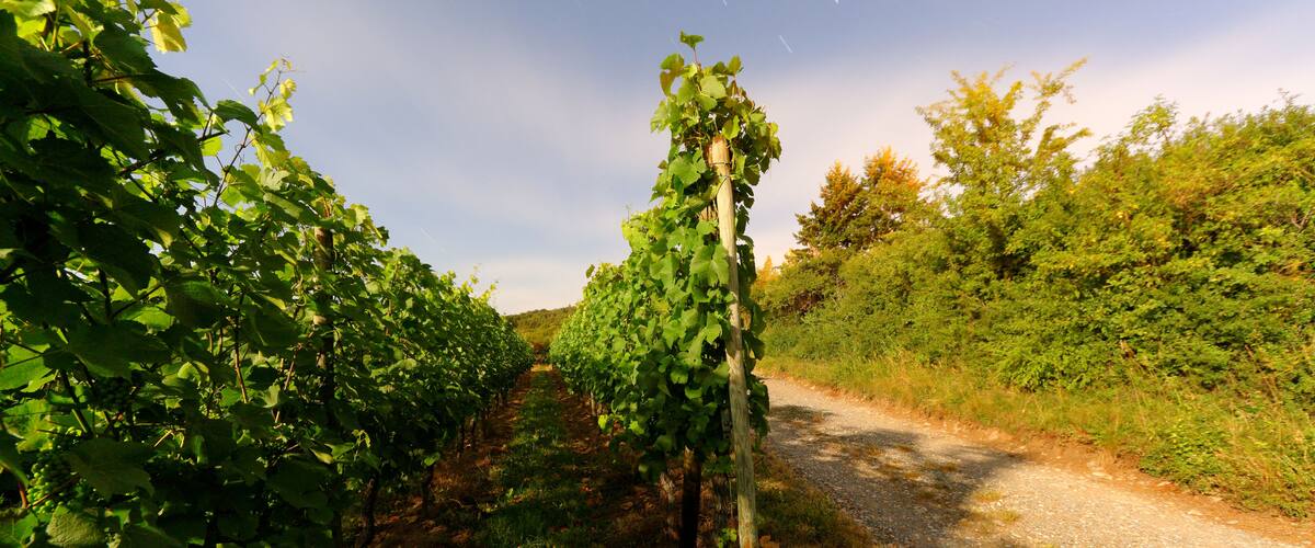 A vineyard with rows of grapevines along a gravel path.