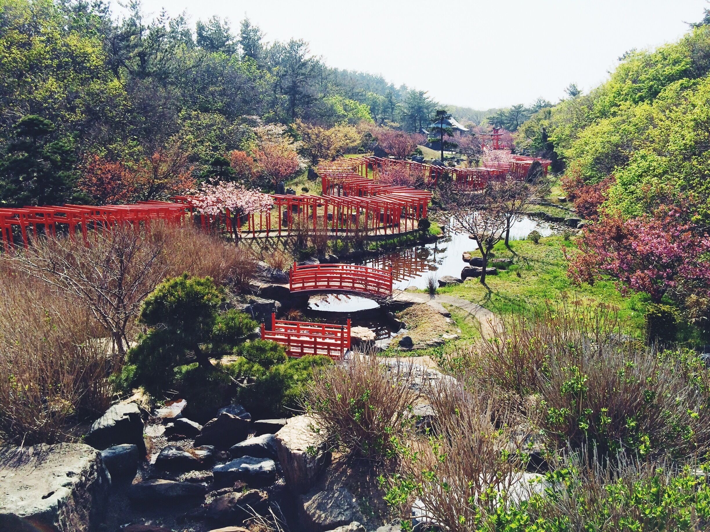 A traditional Japanese garden with red wooden bridges over a stream, surrounded by lush greenery and cherry blossoms.