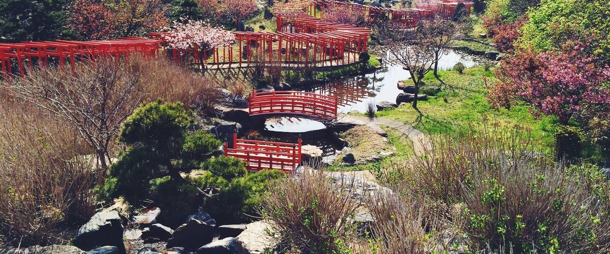 A traditional Japanese garden with red wooden bridges over a stream, surrounded by lush greenery and cherry blossoms.