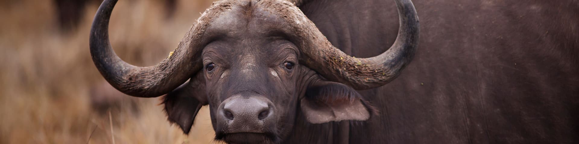 South Africa, Mpumalanga, Ehlanzeni, Bushbuckridge, Kruger National Park, Skukuza, African buffalo in grassland with oxpecker on back