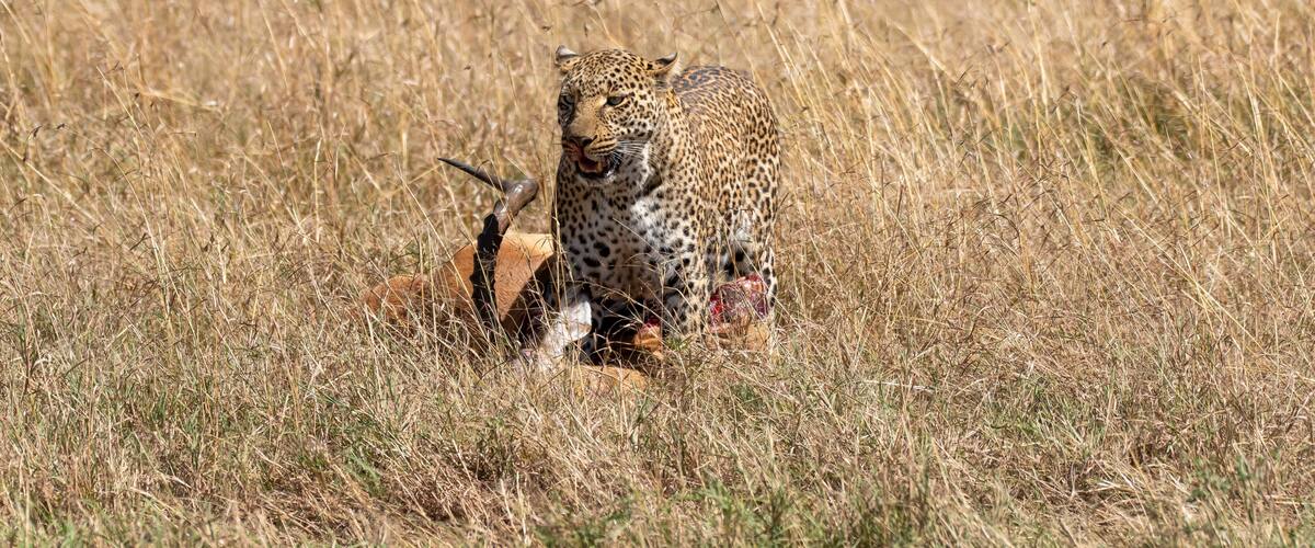 A leopard in a grassy field with a carcass.