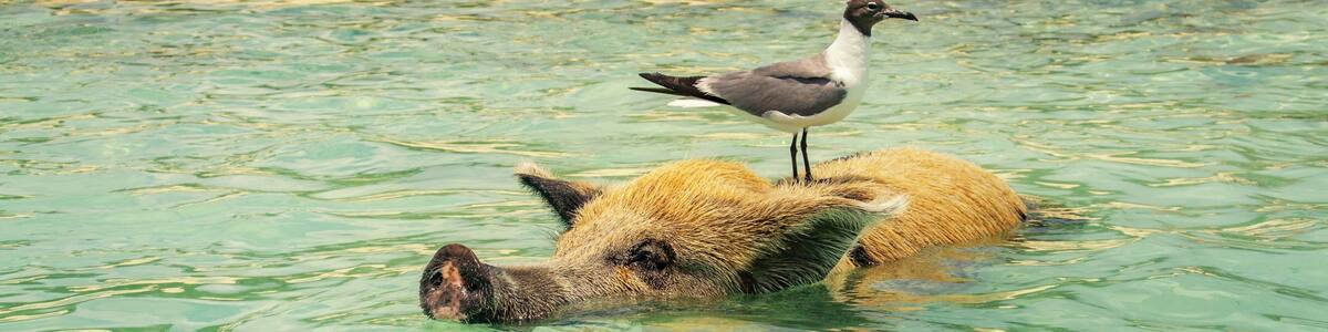 funny pig swims in the sea with a seagull on his back