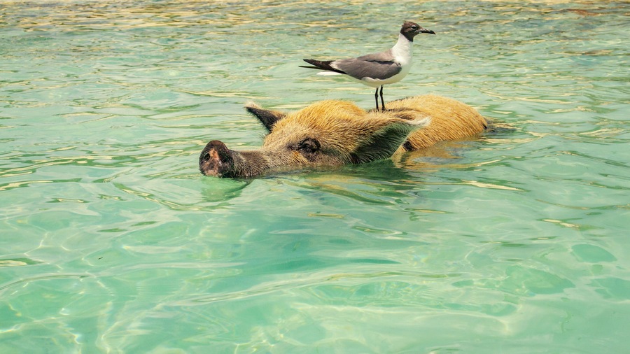 funny pig swims in the sea with a seagull on his back