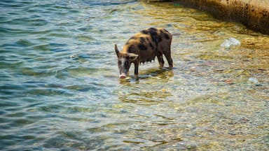 The pig bathes and swims in the sea and drinks water. It is a wildlife photo in Senegal, Africa.