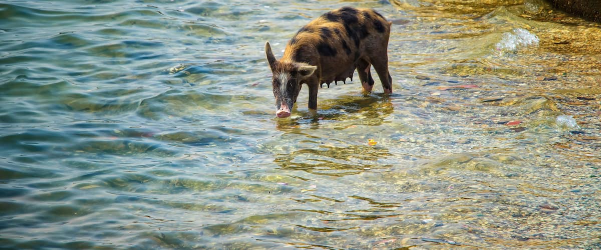 A cow standing in a shallow, clear stream with pebbles and aquatic plants visible.
