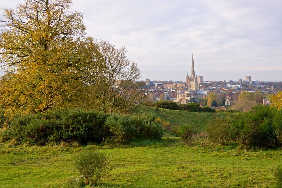 A green field with a large tree and a cityscape in the background.