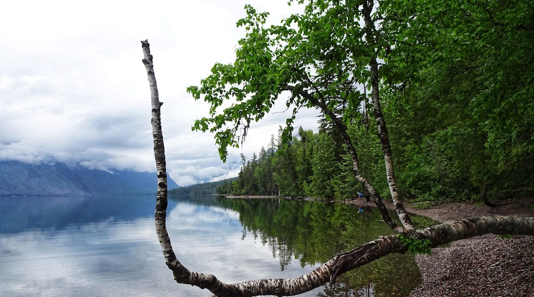 Lake MacDonald in Glacier National Park, Montana (June 2019).
#Nature #Trovember