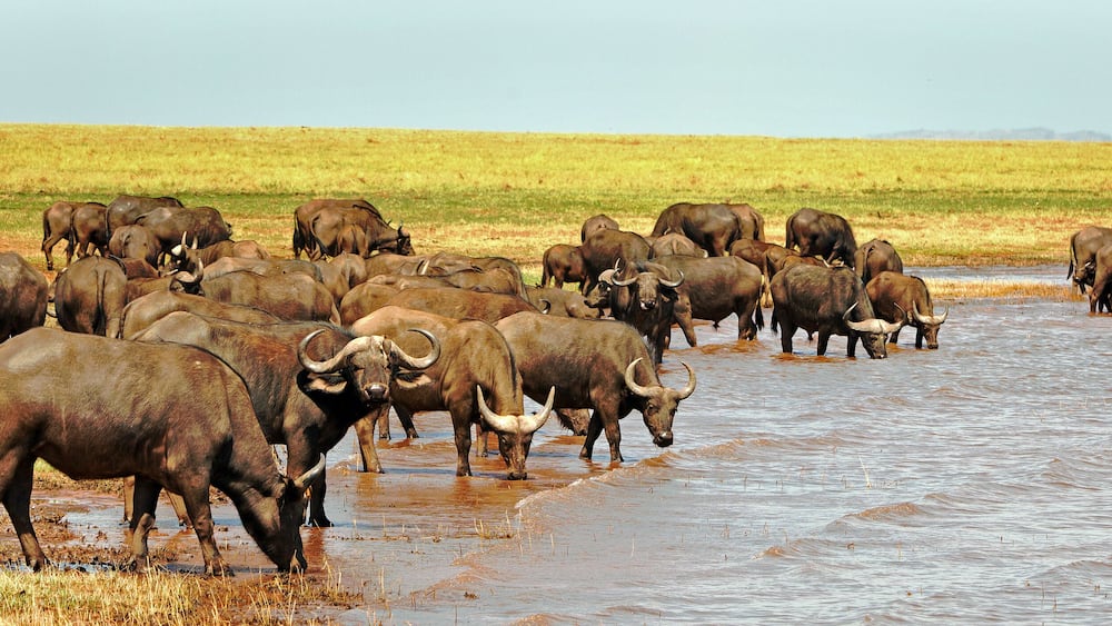Panorama of a herd of cape buffalo drinking from Lake Kariba in Zimbabwe