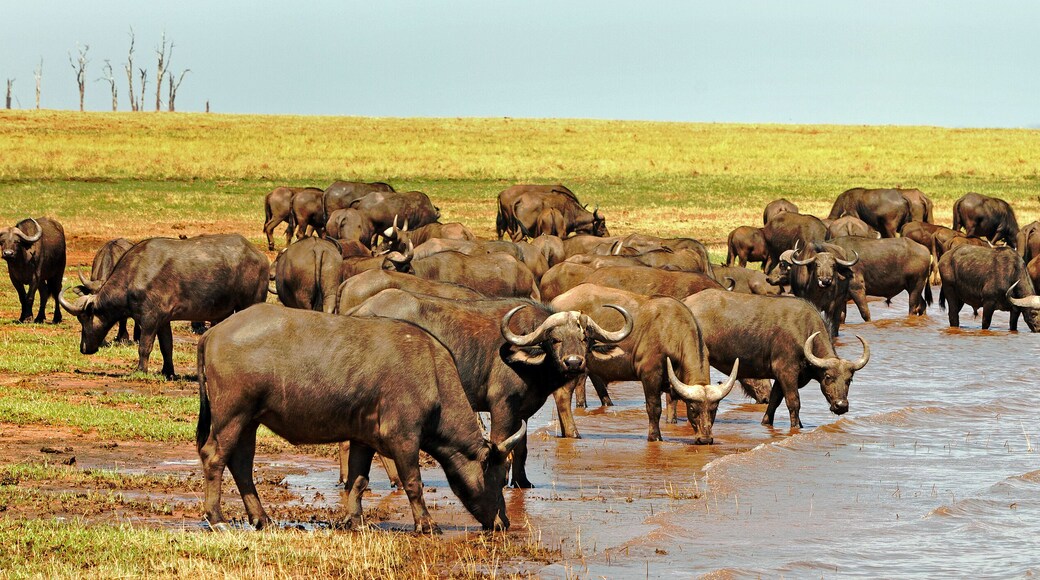Panorama of a herd of cape buffalo drinking from Lake Kariba in Zimbabwe