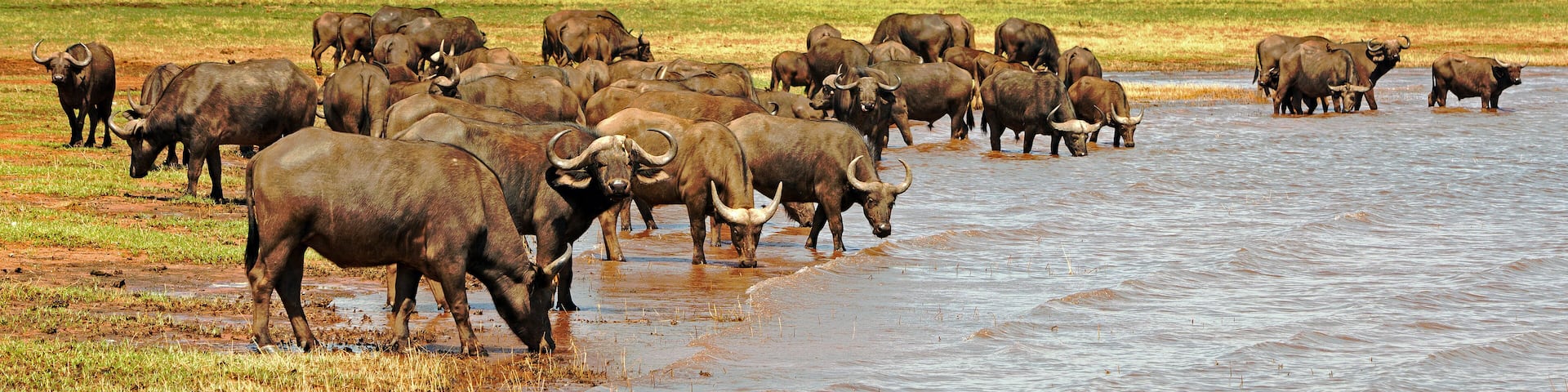 Panorama of a herd of cape buffalo drinking from Lake Kariba in Zimbabwe