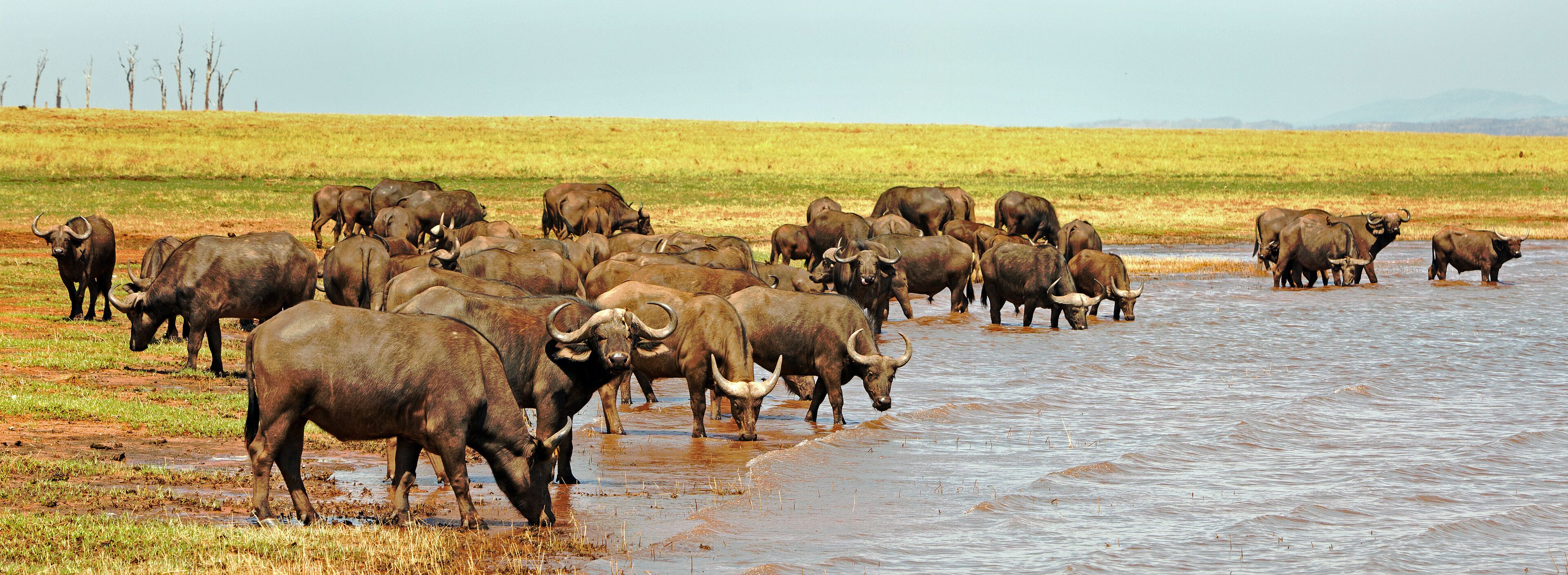 A herd of water buffalo in a grassy field near a water body.