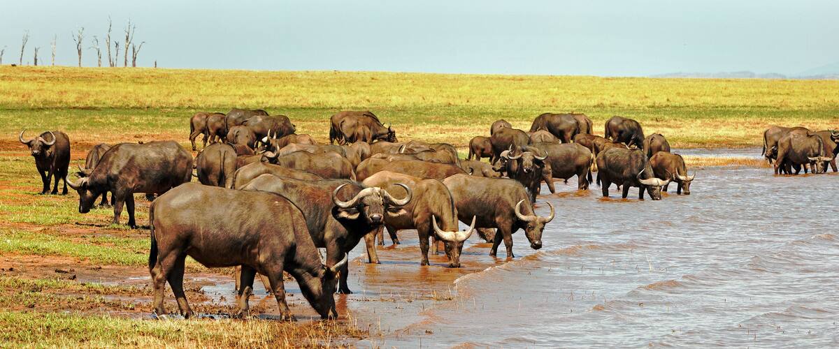 A herd of water buffalo in a grassy field near a water body.