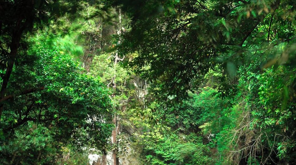 Than Bok Khorani National Park is composed of ridges of mountains alternatively lying along a north-south direction like a complicated wave and has varieties of deep slope. There is a little bit of plain area, mostly located on the mountain's shoulder and valley. The limestone mountains in this area are covered by mixed tropical and mangrove forests, waterfalls, streams, sea and beach.
My favorite waterfall because of its natural emerald green water
For #Virtualwalks on this amazing scenery click this link http://bit.ly/tropicalscenery
#Green