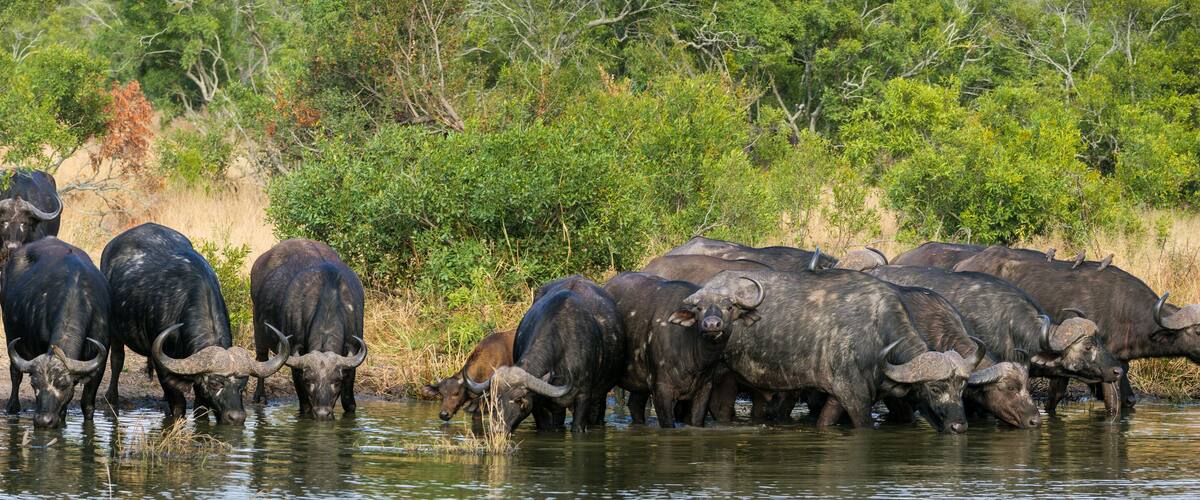 A herd of water buffalo in a shallow water body surrounded by dense green vegetation.