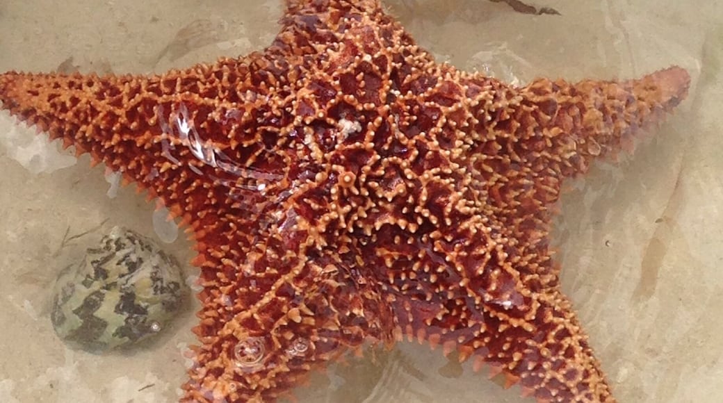 Beautiful starfish in the ocean in Stirrup Cay in the Bahamas! Crystal clear water! Gorgeous nature!