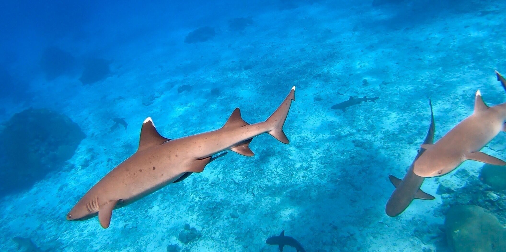 Two sharks swimming in clear blue water.