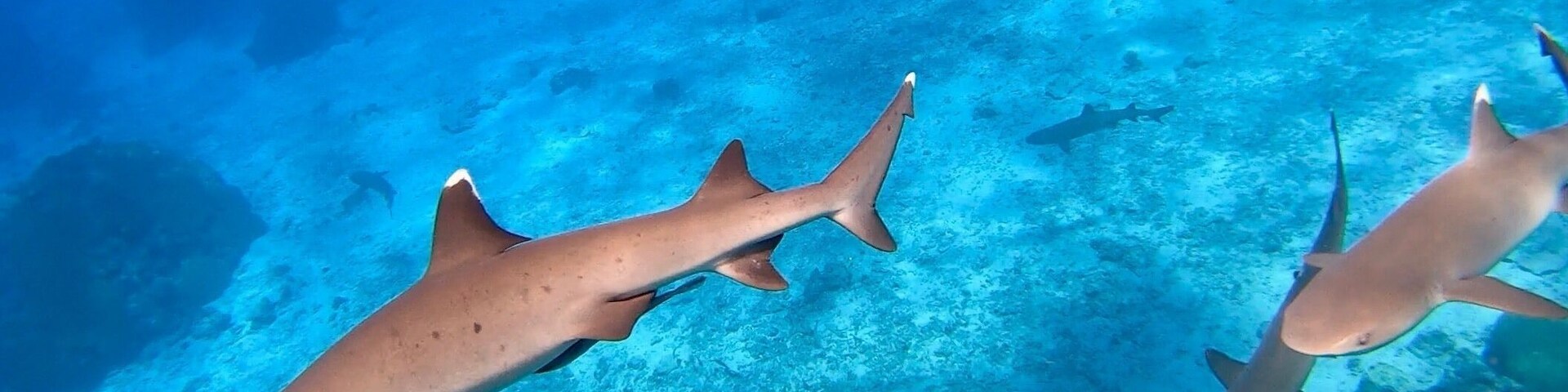 Two sharks swimming in clear blue water.