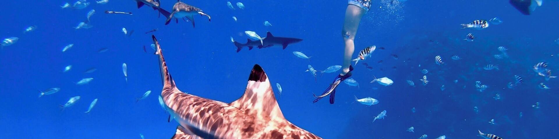 A diver swimming with a large shark and various fish in clear blue water.