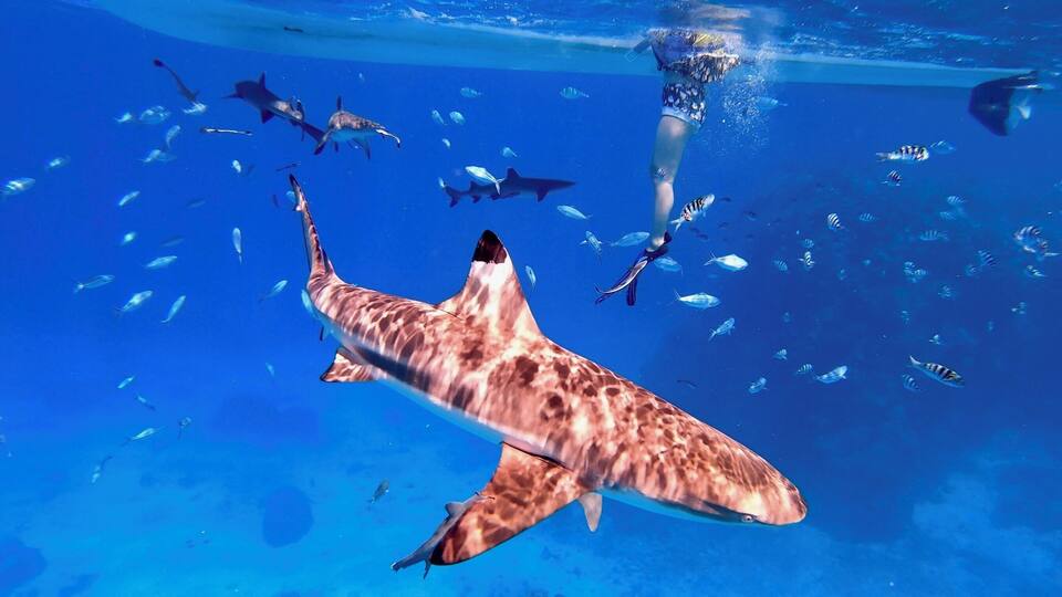 A diver swimming with a large shark and various fish in clear blue water.