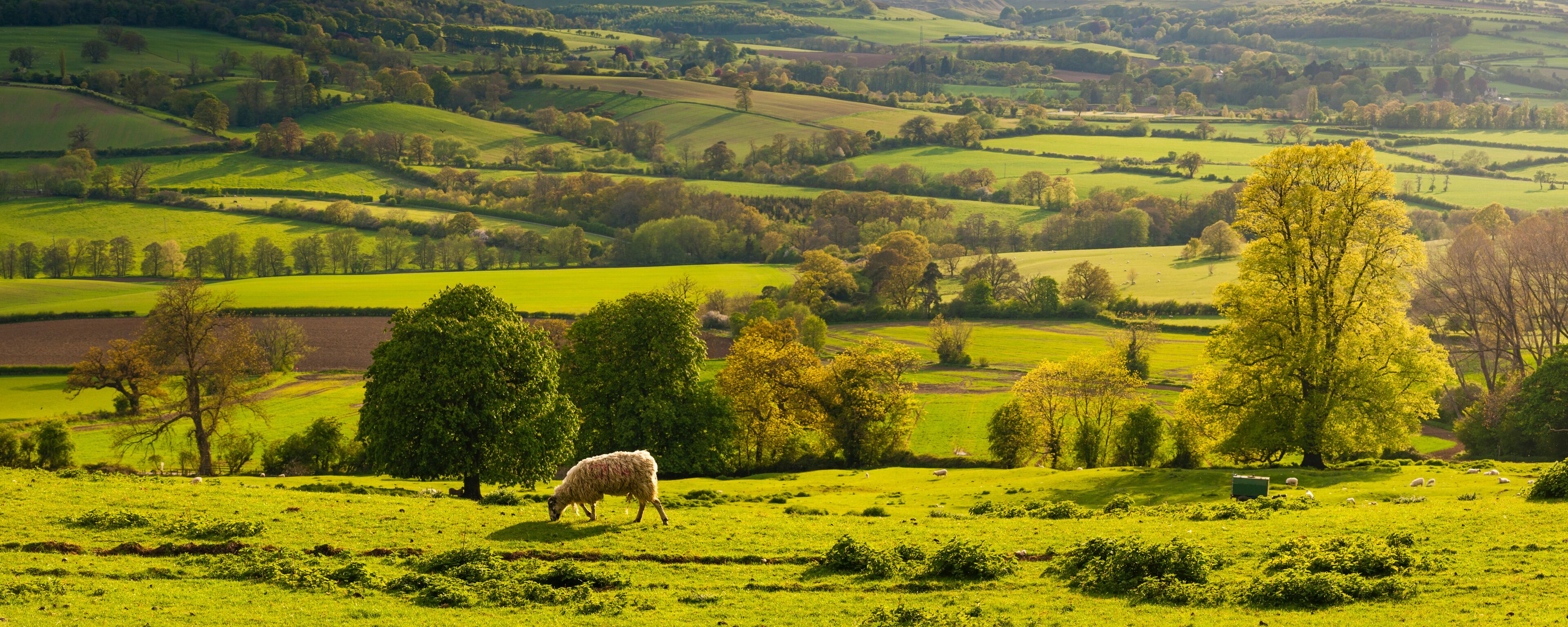 Chaîne de collines Cotswolds