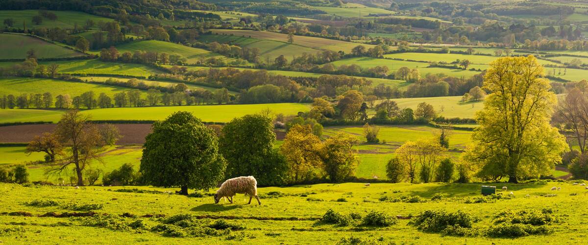 Une vallée verdoyante et luxuriante, parsemée de collines douces, d’arbres isolés et où paissent des moutons.