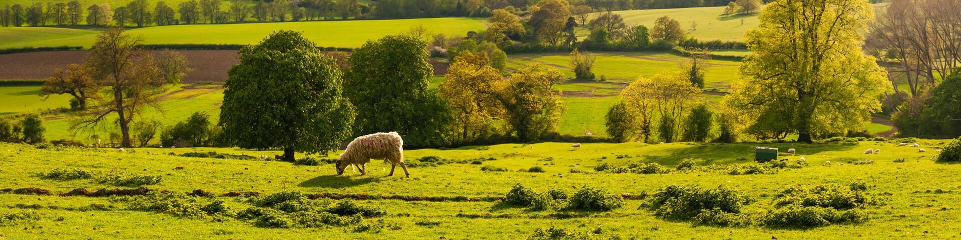 A lush green valley with rolling hills, scattered trees, and a grazing sheep.