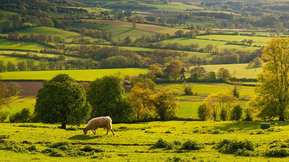 Une vallée verdoyante et luxuriante, parsemée de collines douces, d’arbres isolés et où paissent des moutons.