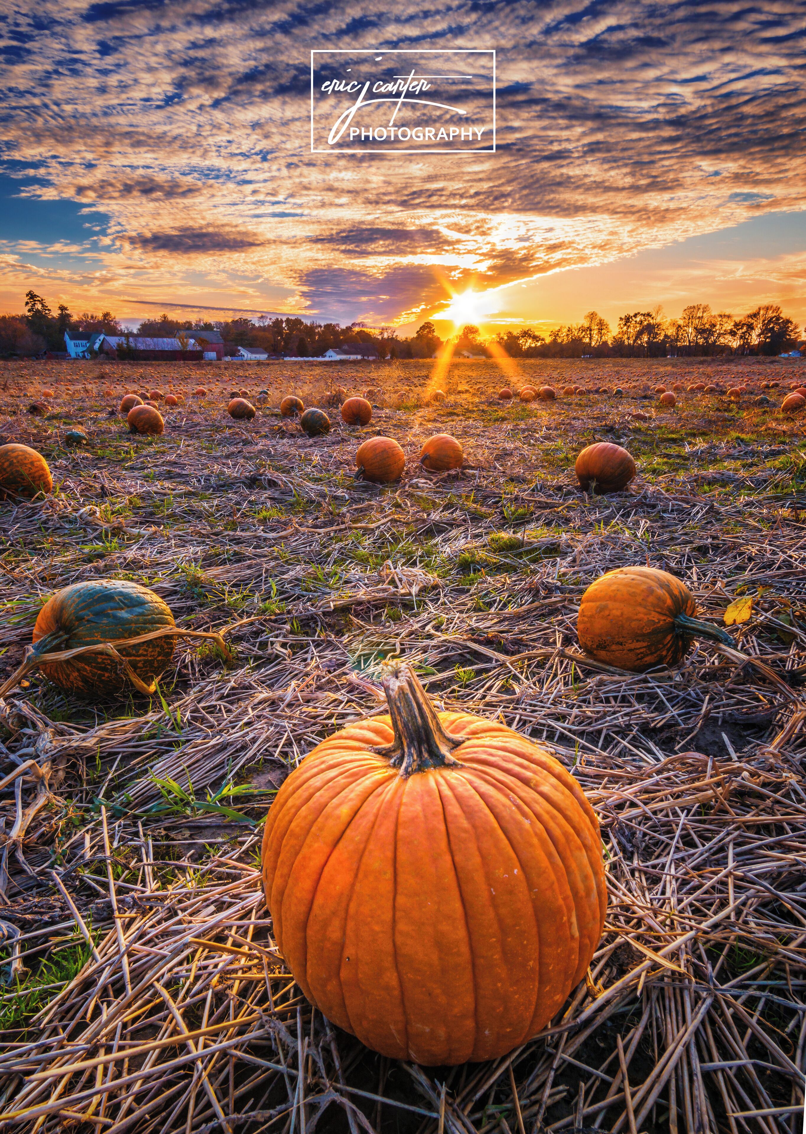A field full of pumpkins makes for a great fall photo.