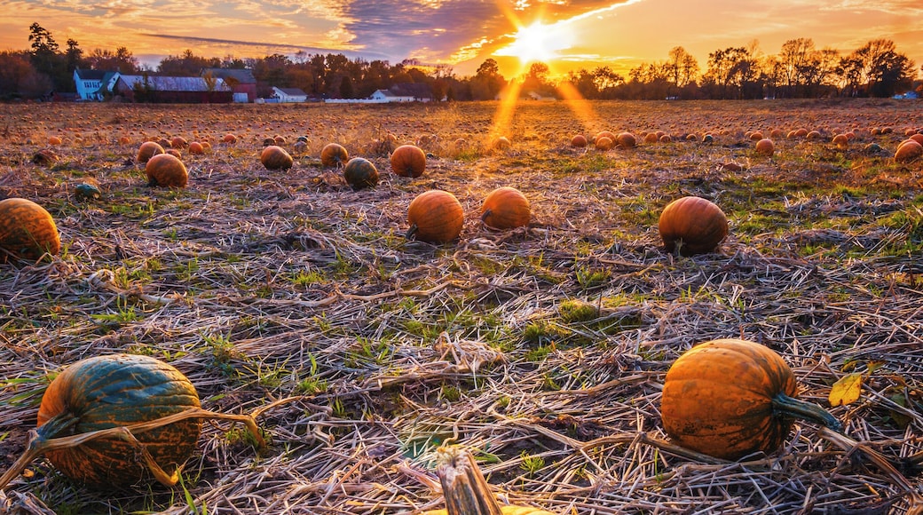 A field full of pumpkins makes for a great fall photo.
