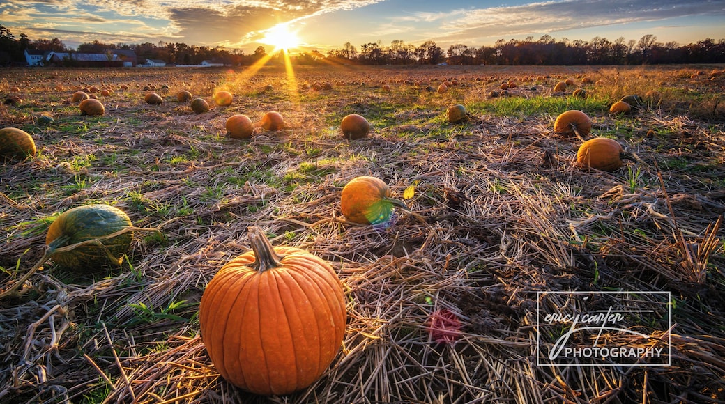 The setting sun over a pumpkin patch is as November as it gets!