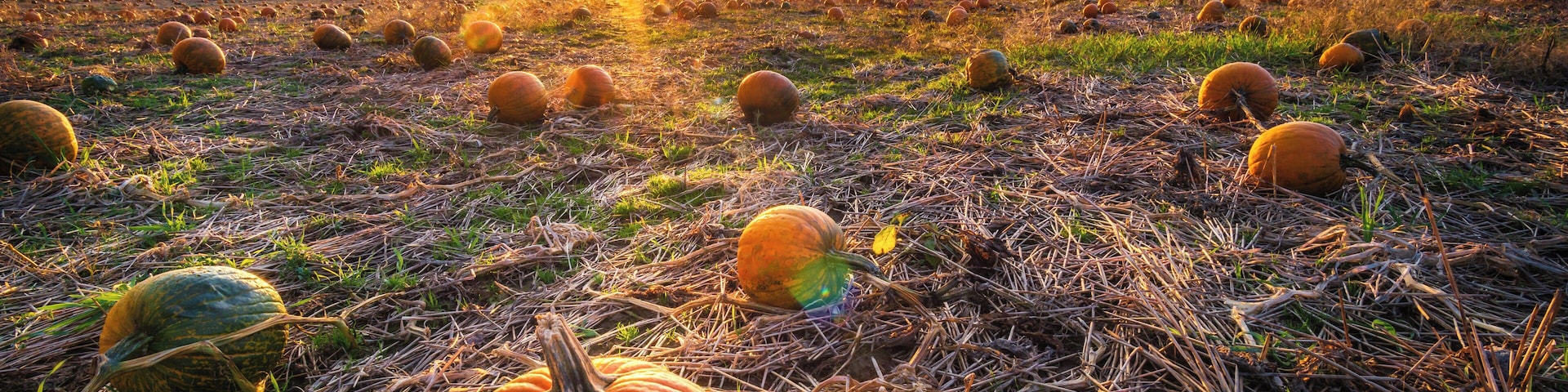 The setting sun over a pumpkin patch is as November as it gets!