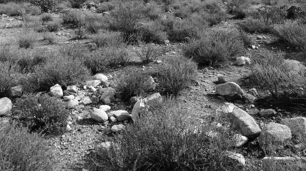 Suargos on the Waterfall Trail in White Tanks