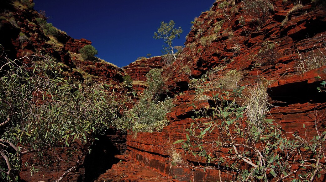 If you're wondering what my favourite national park in Australia is, it's Karijini. The stunning narrow canyons and the vibrant colours of the rock contrasting with white ghost gums held me spellbound for a couple of days. To give you some idea of scale, note the tiny figures in the bottom left hand of the picture. This shot was taken in Hancock Gorge, accessed by ladder.