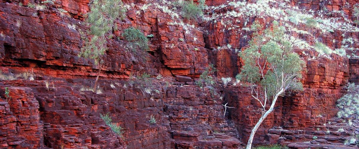 #Adventure!
A DAY OF HARD KNOX
When we’d first arrived the afternoon before, we’d gone to the lookout, where we gazed wistfully into Knox Gorge. Away to our right, who knows how far, there was a tree at the base of a slot canyon, one I determined was special. Its white bark was such a contrast to the iron stained cliff behind I just had to go and get a picture of it on the morrow.
The next day started well. We were first (just) down the steep slope into Knox Gorge ahead of a busload of backpackers, only we turned right and they went left on the main trail. Where we went there was no sign that man had trodden here.
We worked our way towards the upper end of the gorge. The trails here in the canyons are all classed 5, just like the one we had done the day before and, at times, it was very tricky getting past obstacles and avoiding the seriously cold water, such a contrast to . More than once we helped each other, either pushing or pulling, climbing the layered cliffs of iron ore to find a route upstream.
The rewards however were views of yet another of Karijini’s masterpieces. We later overheard a local ranger say that some rate Knox as the prettiest of the lot.
Nothing quite prepares you for the stunning reds as the sun sheds light on this 2 billion year old landscape, pushed up from the ancient ocean floor by forces beyond your imagination.
As we clamber our way along the edges the cameras click endlessly and there are moments when we find it hard to continue, such is the magnificence of the spectacle and the hypnotic peacefulness of the surrounds.
Karijini continually exceeds its promise, and there’s so much to see. We forced our way around a bend, scrambling yet again over the layered rock to be confronted by paradise for photography.
Dramatic red cliffs, studded here and there with precariously clinging vegetation, all set beneath untainted blue skies and coursed by a crystal clear bubbling stream with intermittent mirror pools. Fodder for the soul indeed.
We located the tree at some stage and it didn’t disappoint, but we suspected there would be more.
What could have been a 90 minutes walk had taken us well over three hours and we adventurously pushed on before deciding to climb a virgin scree slope off to the right in order to get us to the top of the gorge and avoid all the obstacles going back.
Here again there were no trails, just picking gaps in the lawn of the apocalypse (aka spinifex) as our feet slipped on the crumbling rock slope beneath. At the heights the spinifex disappeared and in the next half hour we continually checked out from whence we’d come; at once admiring the outback landscape and then peering back into Knox.
The motorhome was a welcome sight but that day’s experience would live with us forever.