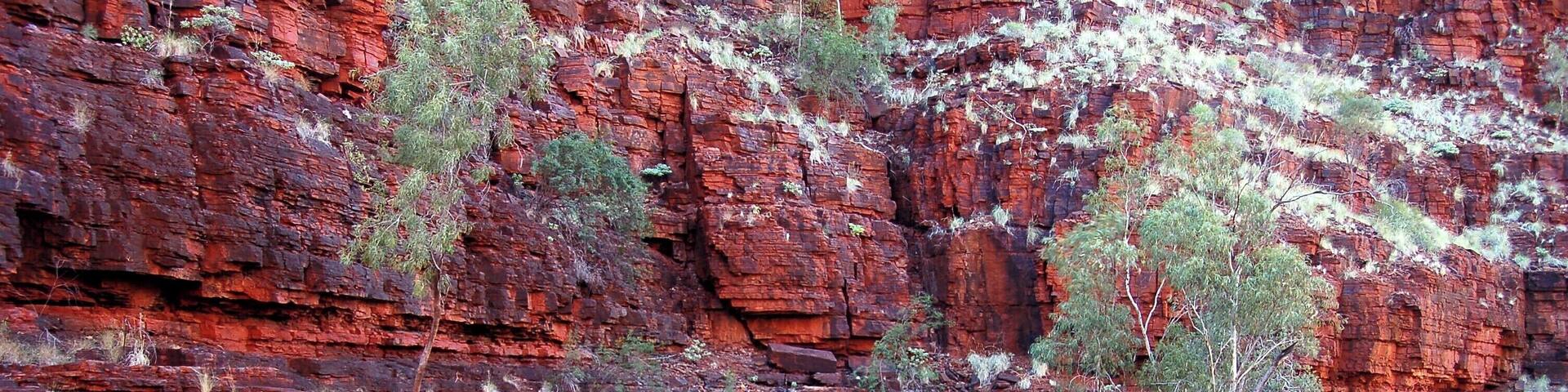 #Adventure!
A DAY OF HARD KNOX
When we’d first arrived the afternoon before, we’d gone to the lookout, where we gazed wistfully into Knox Gorge. Away to our right, who knows how far, there was a tree at the base of a slot canyon, one I determined was special. Its white bark was such a contrast to the iron stained cliff behind I just had to go and get a picture of it on the morrow.
The next day started well. We were first (just) down the steep slope into Knox Gorge ahead of a busload of backpackers, only we turned right and they went left on the main trail. Where we went there was no sign that man had trodden here.
We worked our way towards the upper end of the gorge. The trails here in the canyons are all classed 5, just like the one we had done the day before and, at times, it was very tricky getting past obstacles and avoiding the seriously cold water, such a contrast to . More than once we helped each other, either pushing or pulling, climbing the layered cliffs of iron ore to find a route upstream.
The rewards however were views of yet another of Karijini’s masterpieces. We later overheard a local ranger say that some rate Knox as the prettiest of the lot.
Nothing quite prepares you for the stunning reds as the sun sheds light on this 2 billion year old landscape, pushed up from the ancient ocean floor by forces beyond your imagination.
As we clamber our way along the edges the cameras click endlessly and there are moments when we find it hard to continue, such is the magnificence of the spectacle and the hypnotic peacefulness of the surrounds.
Karijini continually exceeds its promise, and there’s so much to see. We forced our way around a bend, scrambling yet again over the layered rock to be confronted by paradise for photography.
Dramatic red cliffs, studded here and there with precariously clinging vegetation, all set beneath untainted blue skies and coursed by a crystal clear bubbling stream with intermittent mirror pools. Fodder for the soul indeed.
We located the tree at some stage and it didn’t disappoint, but we suspected there would be more.
What could have been a 90 minutes walk had taken us well over three hours and we adventurously pushed on before deciding to climb a virgin scree slope off to the right in order to get us to the top of the gorge and avoid all the obstacles going back.
Here again there were no trails, just picking gaps in the lawn of the apocalypse (aka spinifex) as our feet slipped on the crumbling rock slope beneath. At the heights the spinifex disappeared and in the next half hour we continually checked out from whence we’d come; at once admiring the outback landscape and then peering back into Knox.
The motorhome was a welcome sight but that day’s experience would live with us forever.