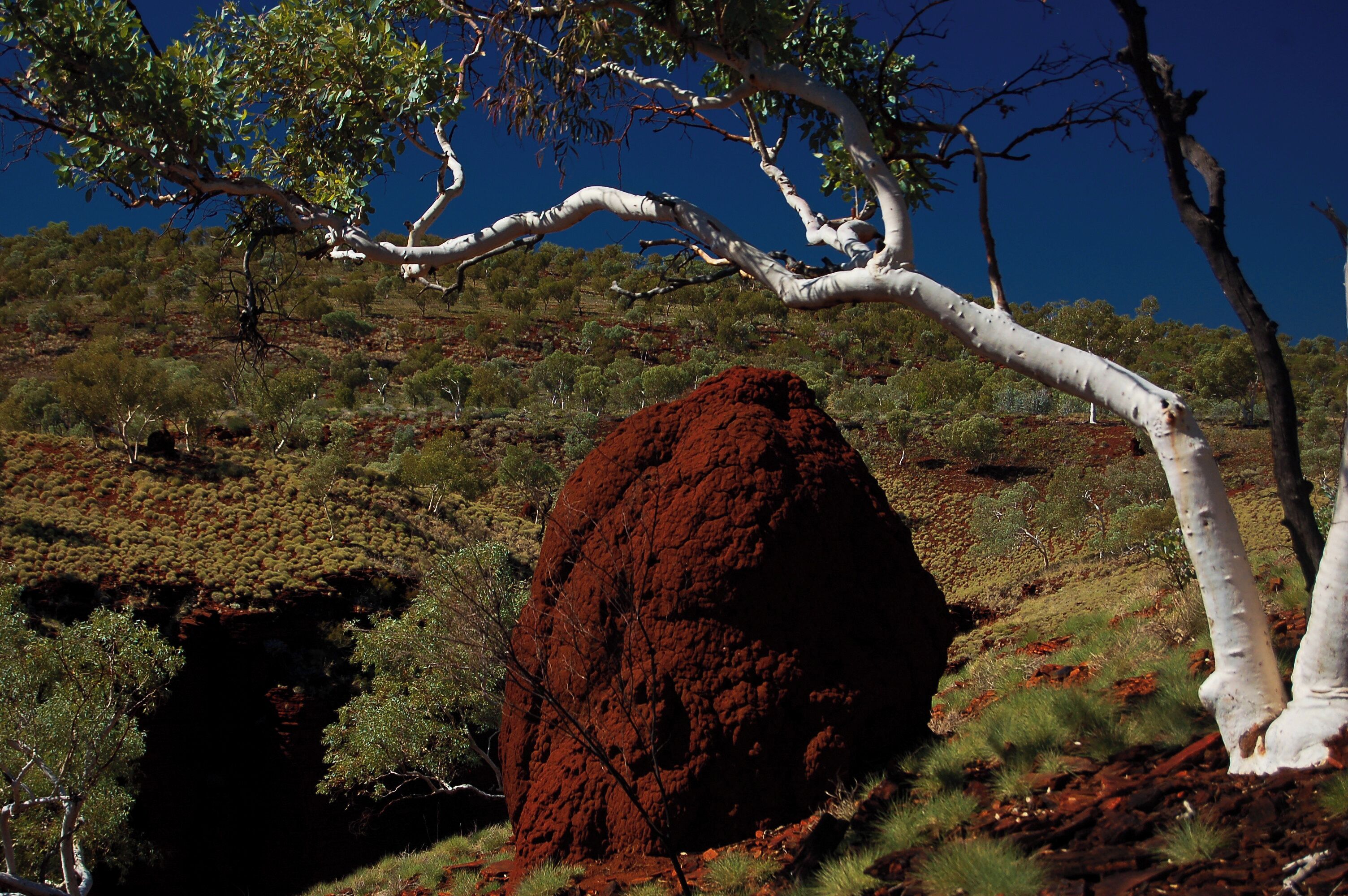 #Adventure!
See full story beneath other pic

Termites nest beneath ghost gum