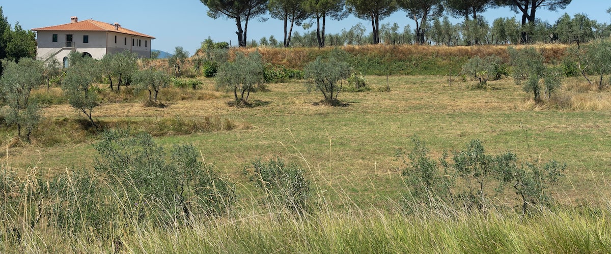 A rural landscape with a house, olive trees, and dry grass.